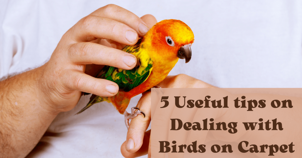 5 Useful tips on Dealing with Birds on Carpet