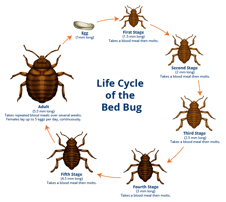 A bed bug life cycle