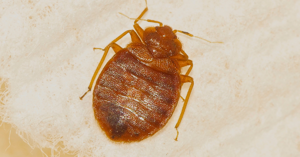 A bed bug