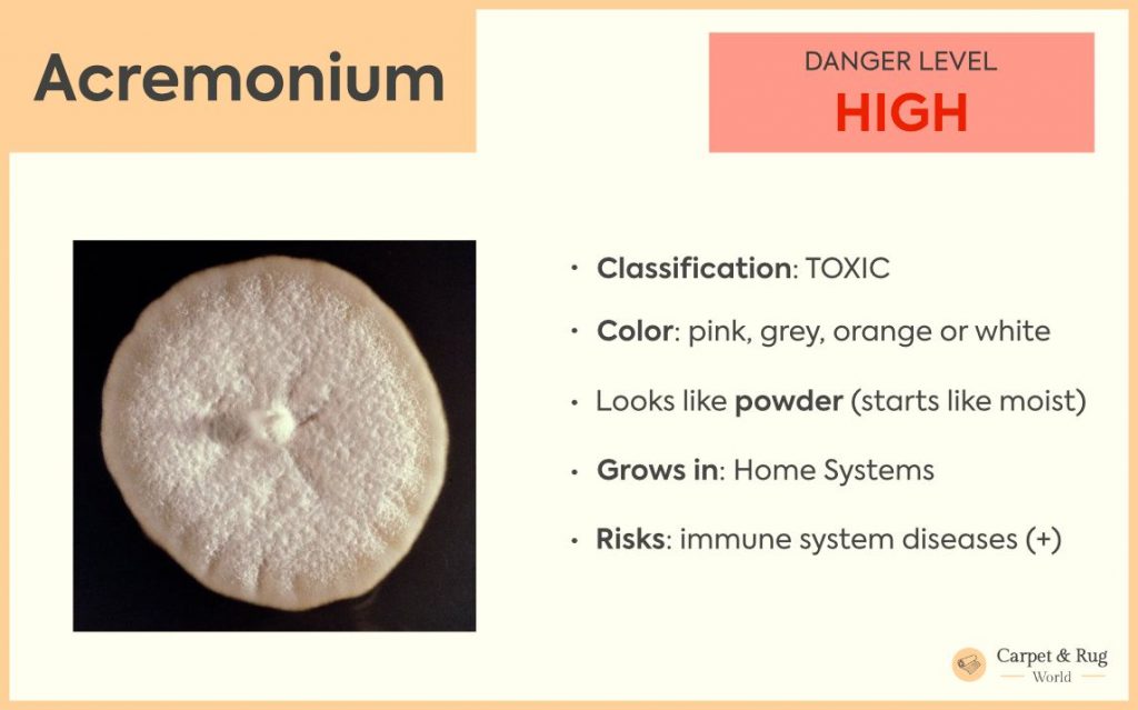 Acremonium mold