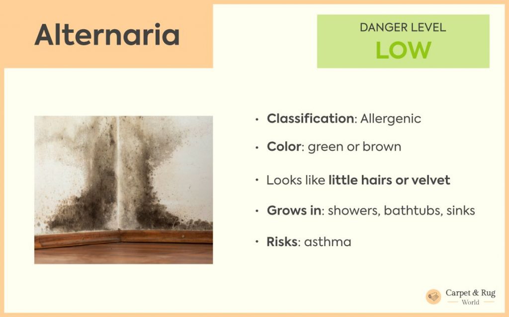 Alternaria mold