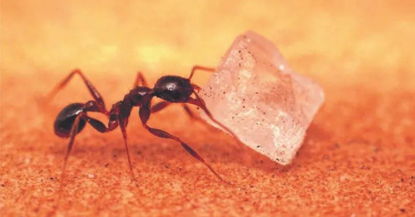 An ant pulls a piece of ice