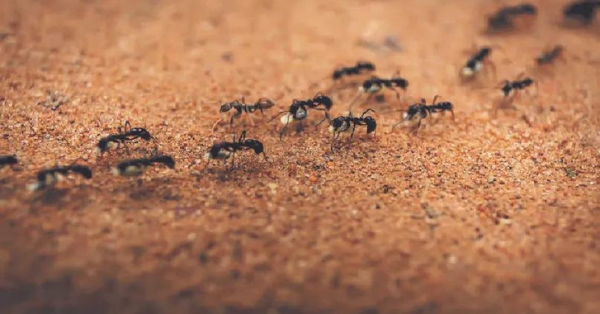 Ants in Carpets
