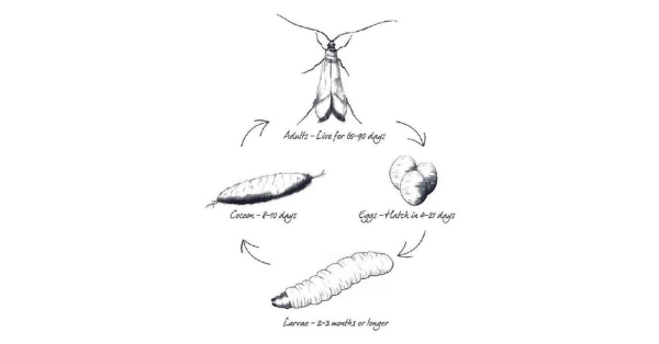 Appearence and life cycle