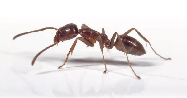 Argentine ants