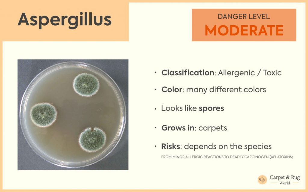 Aspergillus mold