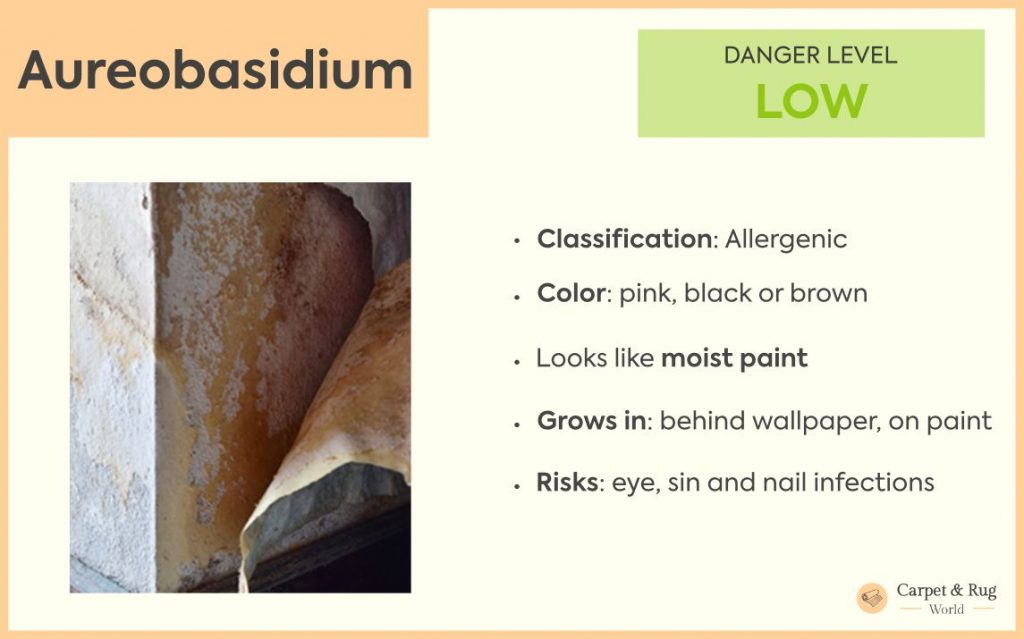 Aureobasidium mold