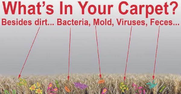 Bacteria breeds in carpet