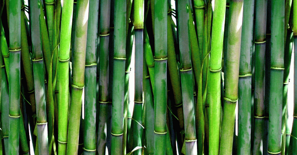 Bamboo is a Grass and Not a Wood