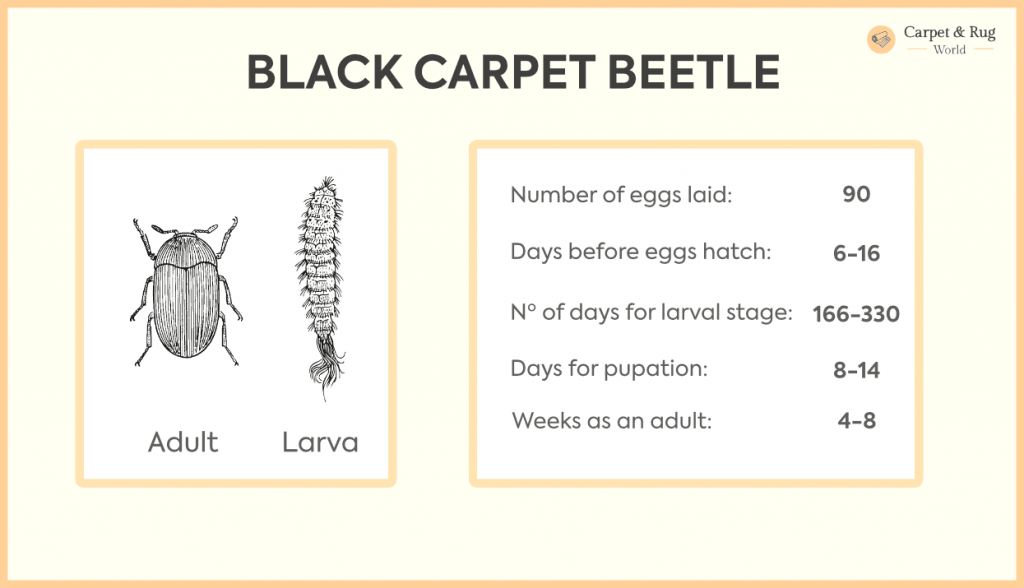 Black Carpet Beetle