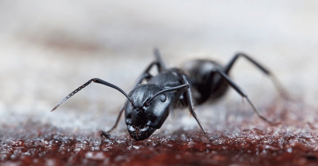 Carpet Ants