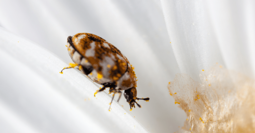 Carpet Beetles