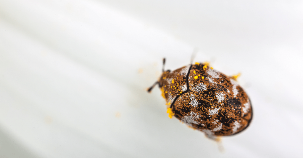 Carpet Beetles