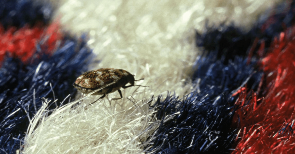 Carpet Beetles Spread