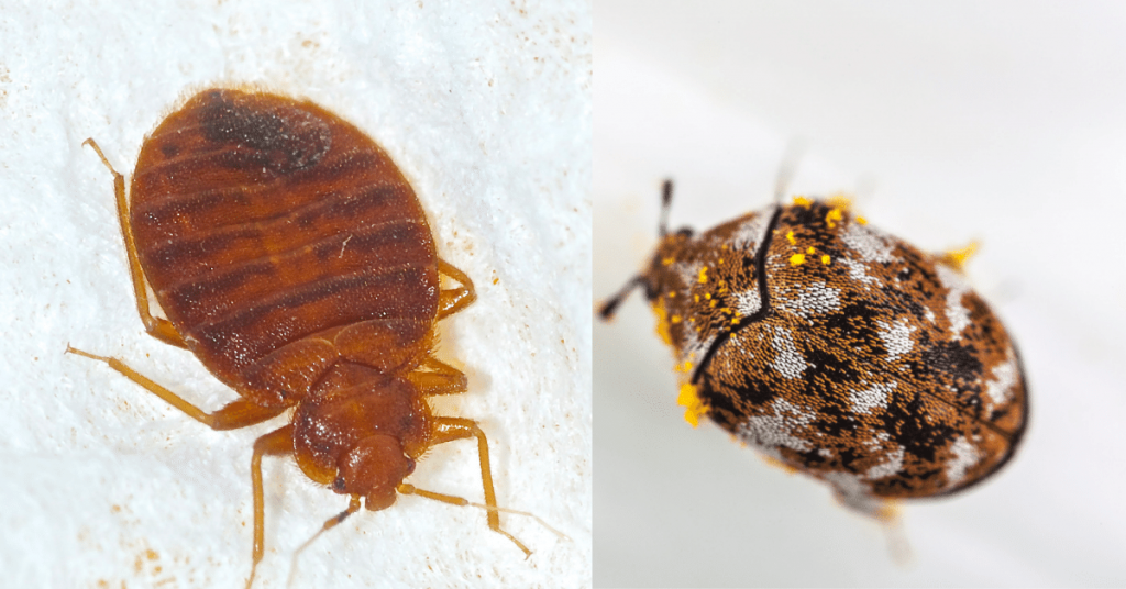 Carpet Beetles or Bed Bugs