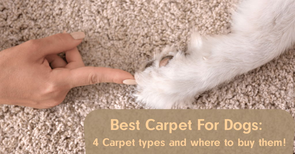 Best Carpet For Dogs: 4 Carpet Types and Where to Buy Them!