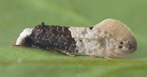 Carpet Moths