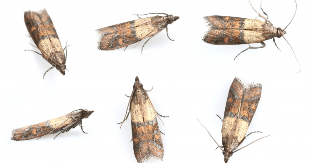 Carpet Moths