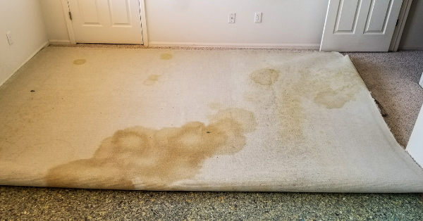 Carpet Pad Underside Cleaning