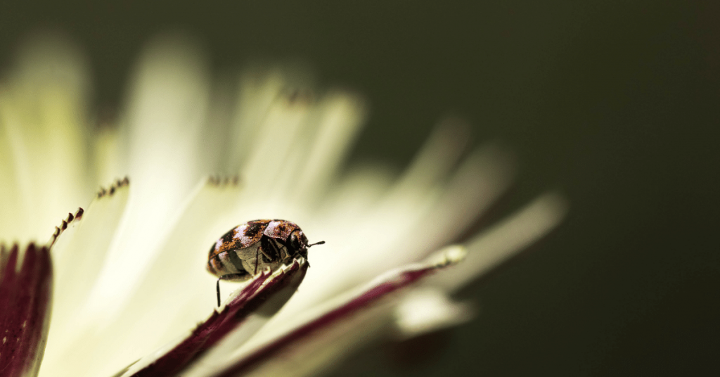 How to Get Rid of Carpet Beetles