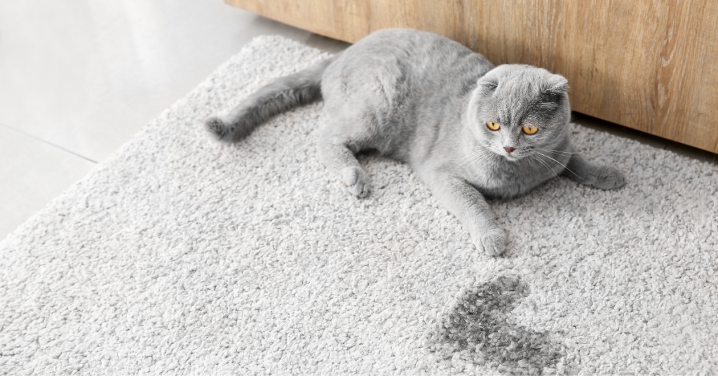 Cat Peeing On the Carpet