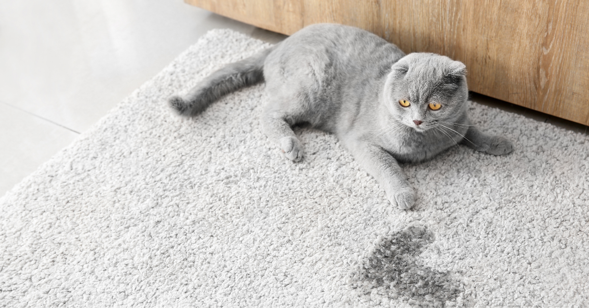 5 Reasons Why Is Your Cat Peeing On the Carpet (Prevention Tips