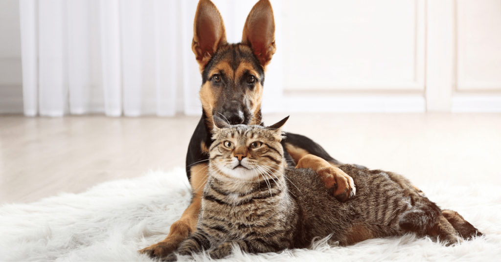 Cat and Dog on Carpet