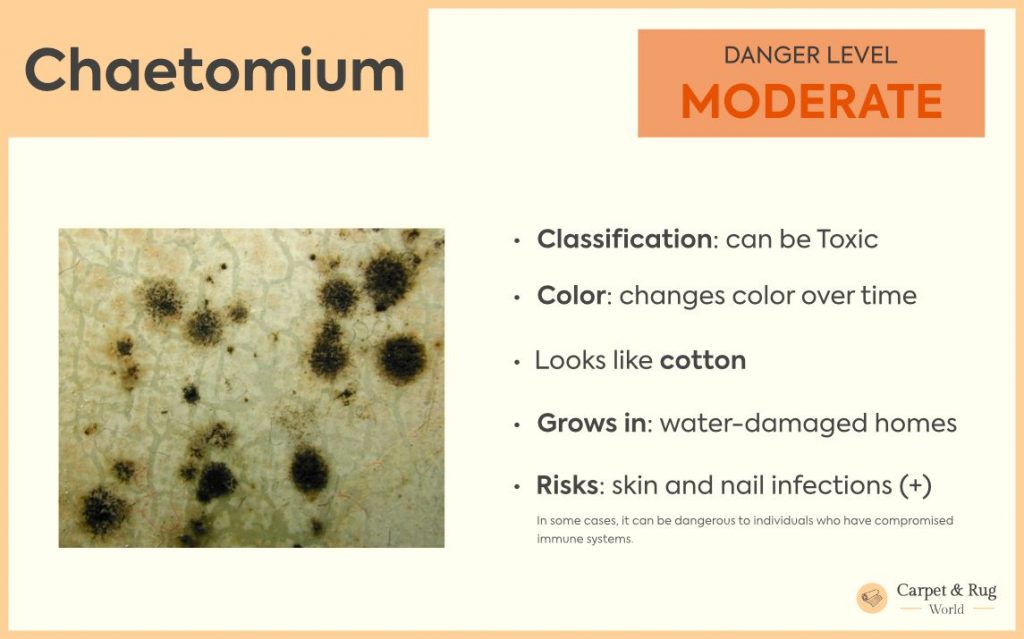 Chaetomium mold