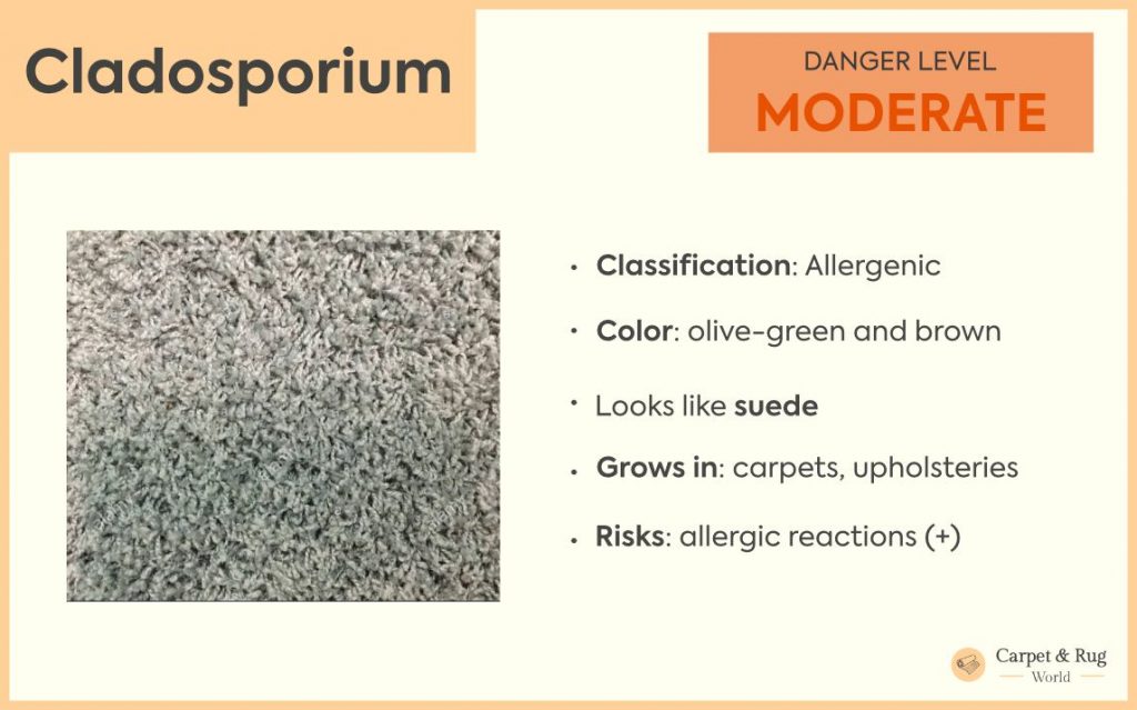 Cladosporium mold
