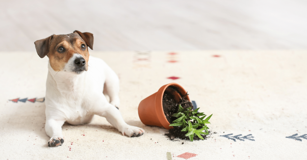 Clean a Carpet Without Water