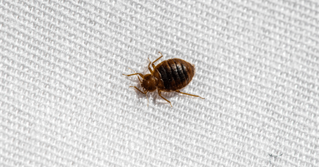 Cleaning Carpet Kill Bed Bugs