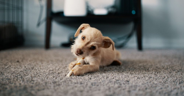 Dog on carpets