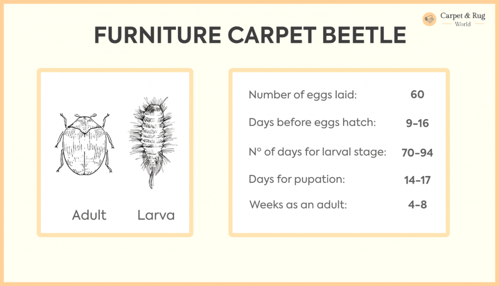 Furniture Carpet Beetle