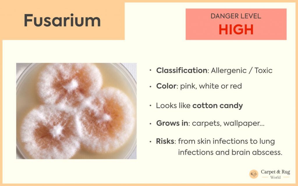 Fusarium mold