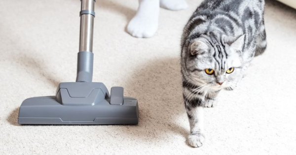 HEPA Vacuum cat