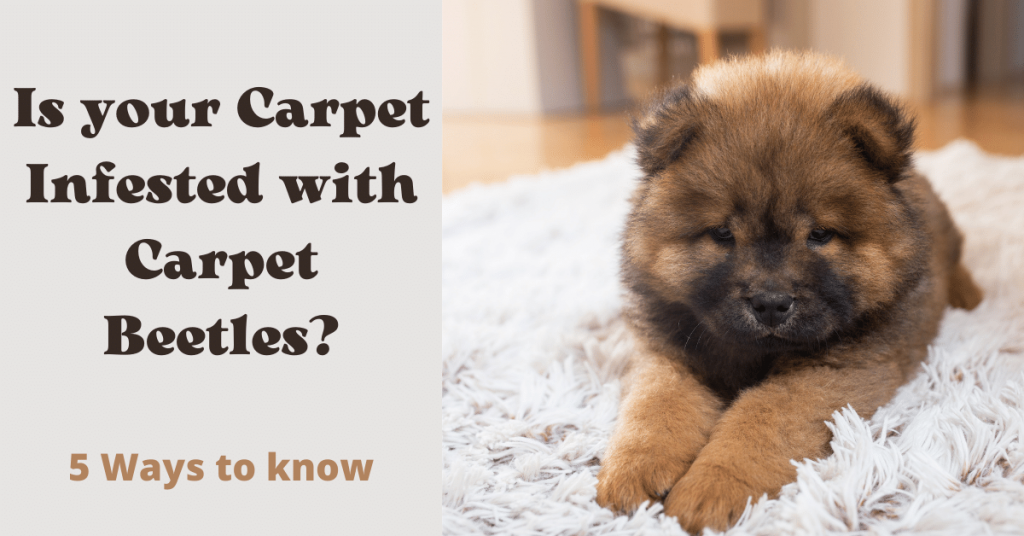 Is your Carpet Infested with Carpet Beetles