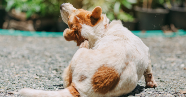 Itchy dog try to scratching its skin