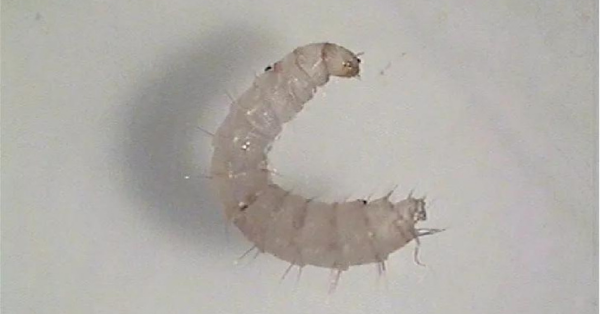 Larvae appearance