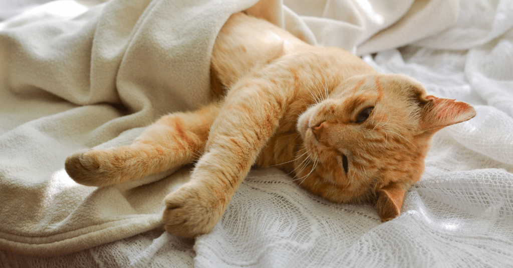 Light red cat on a white blanket