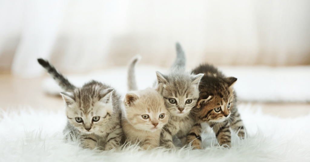 Little cute kittens on the carpet