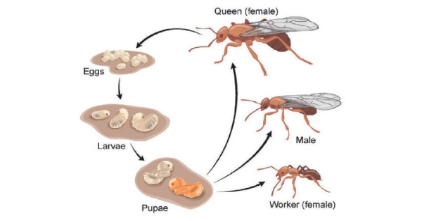 Living habits of ants