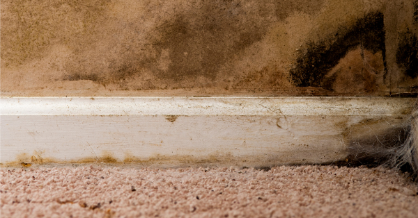 Mold on carpet