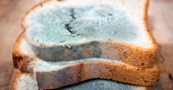 Moldy Bread