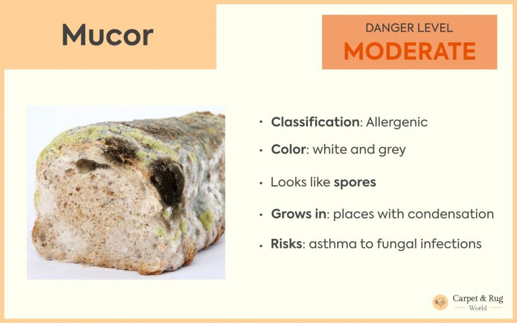 Mucor mold