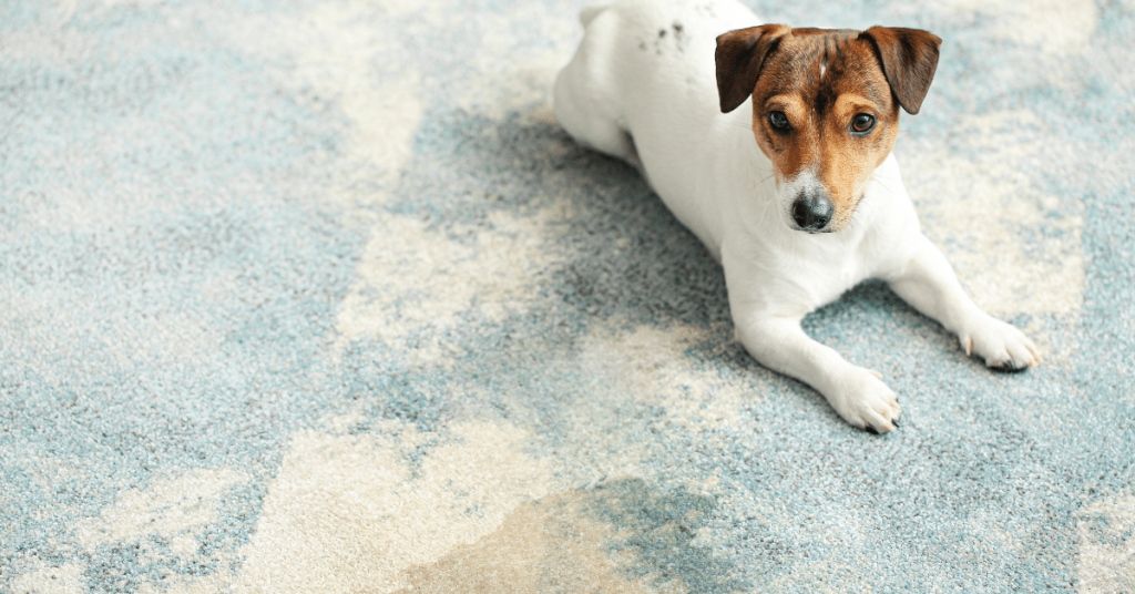 Naughty Dog near Wet Spot on Carpet