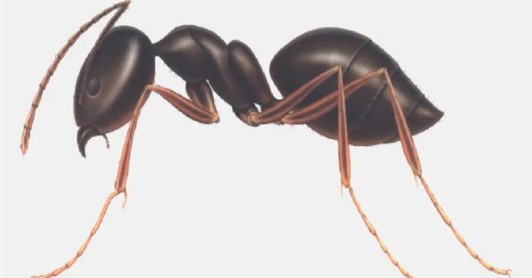 Odorous house ants