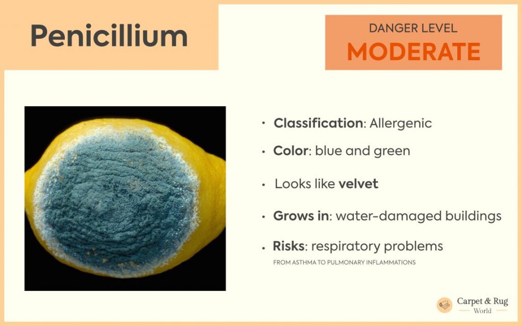 Penicillium mold