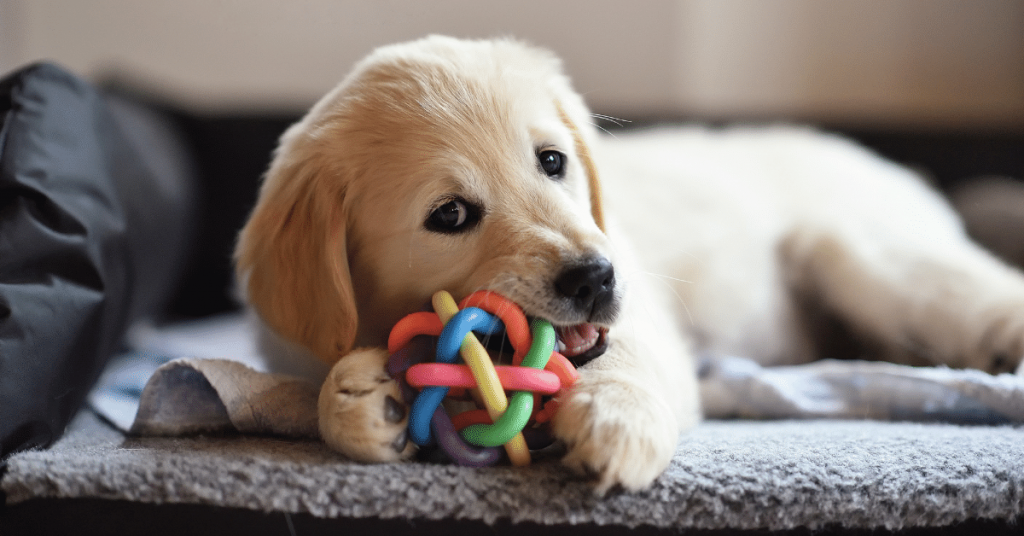 Pet-Friendly Rugs