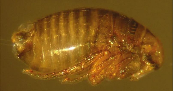 Pupae appearance