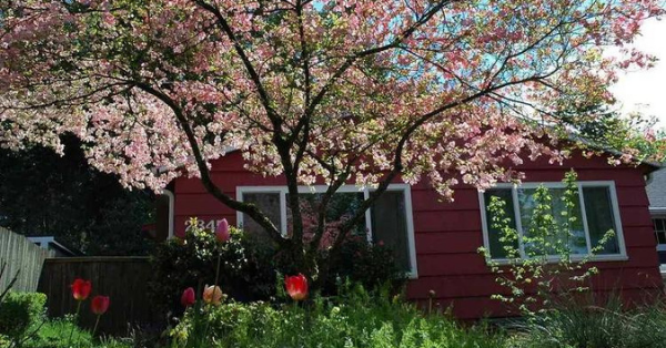 Red in blossoms